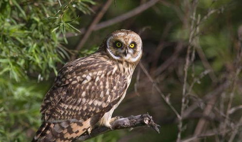 日本高溫致動物園貓頭鷹“癱”成網紅，萌態引發網友熱議