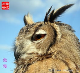 雕鸮的面部表情 黑龍江鳥網與貓頭鷹網絡科技的奇妙交匯
